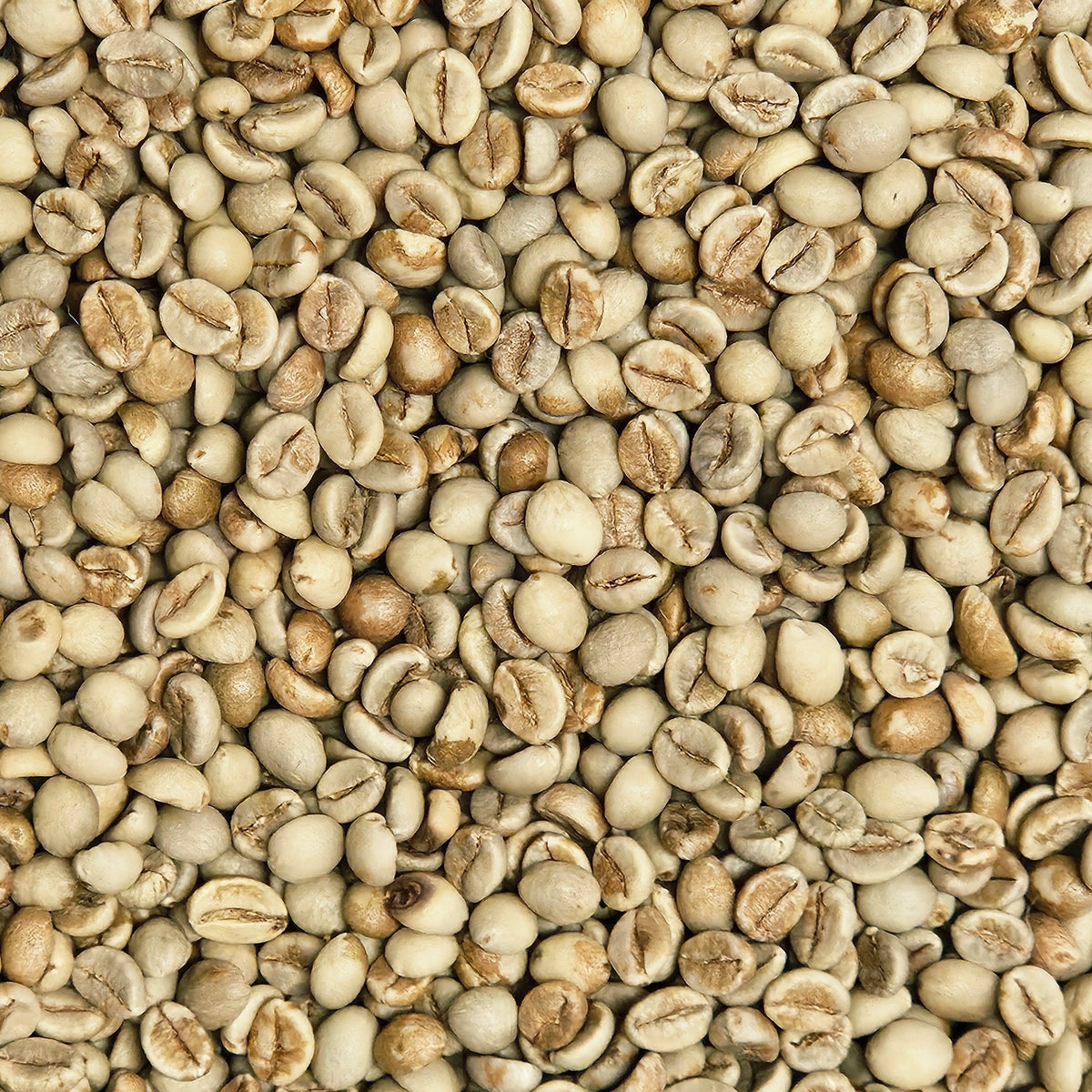 Josuma's Kaapi Royale Premium Washed Robusta