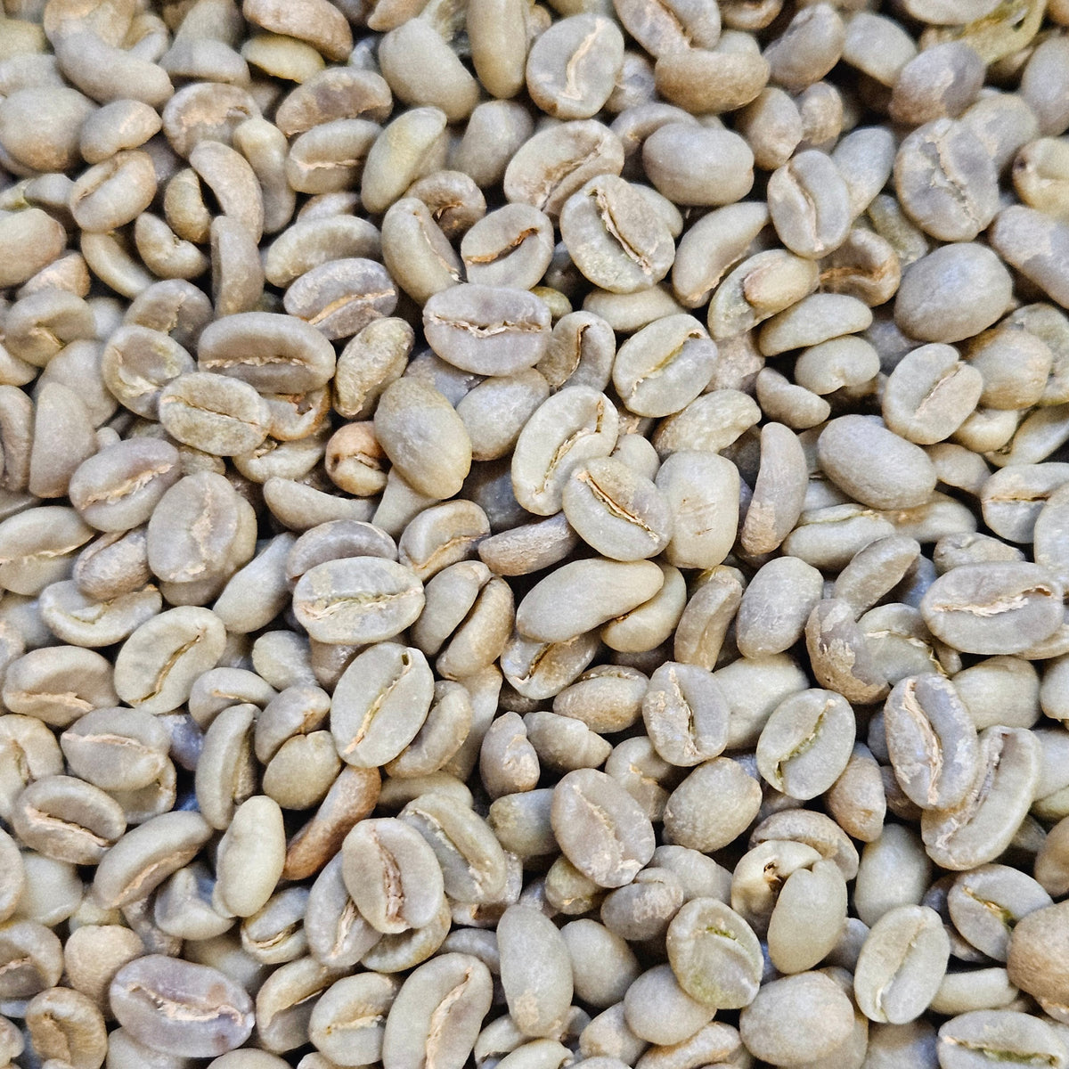 Colombia Excelso