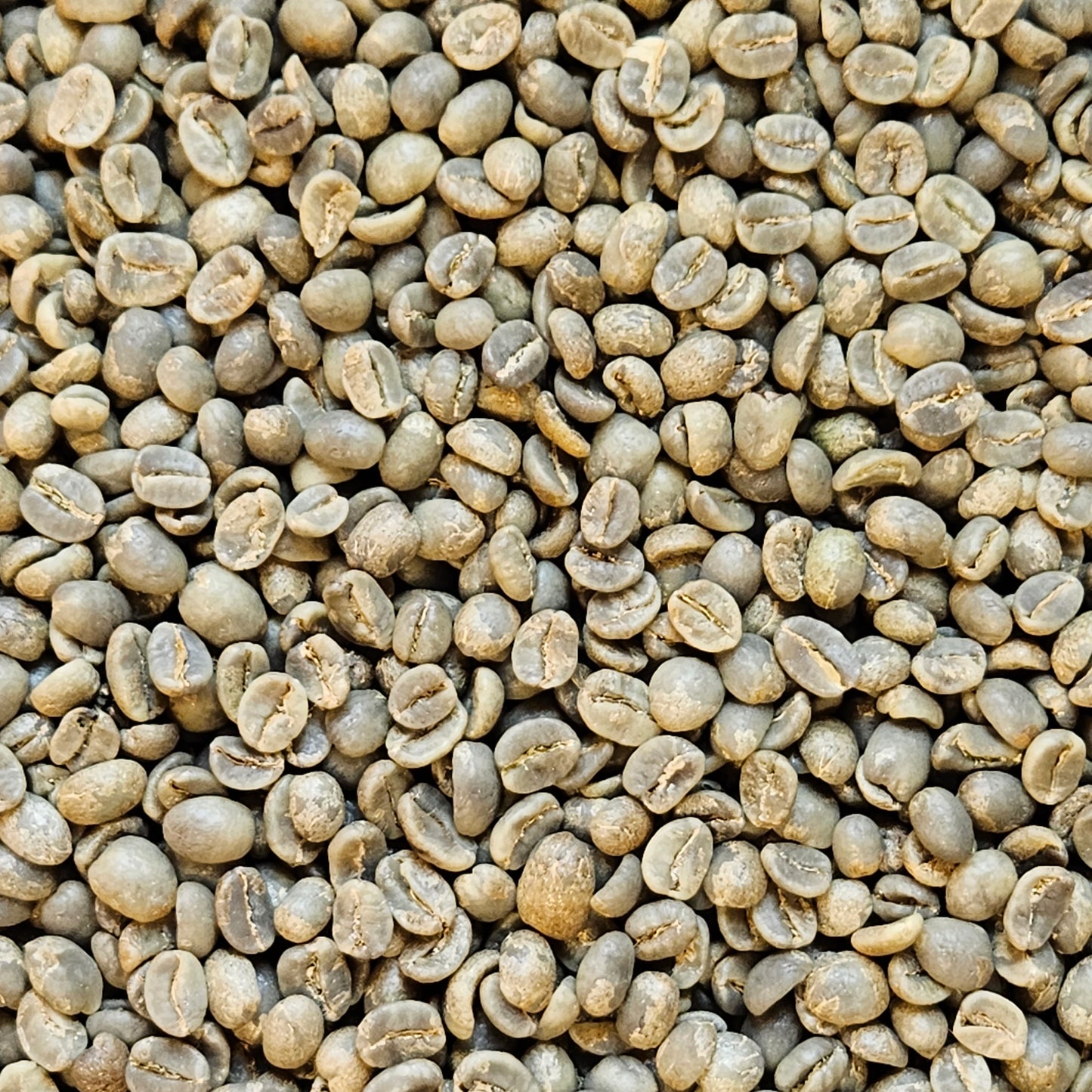 Nicaragua FTO Jinotega