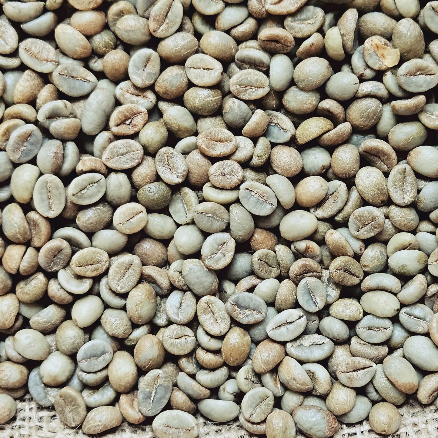 Josuma Washed Robusta Parchment-AB