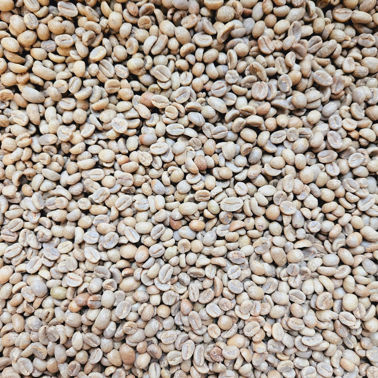 Ethiopia Washed Sidama