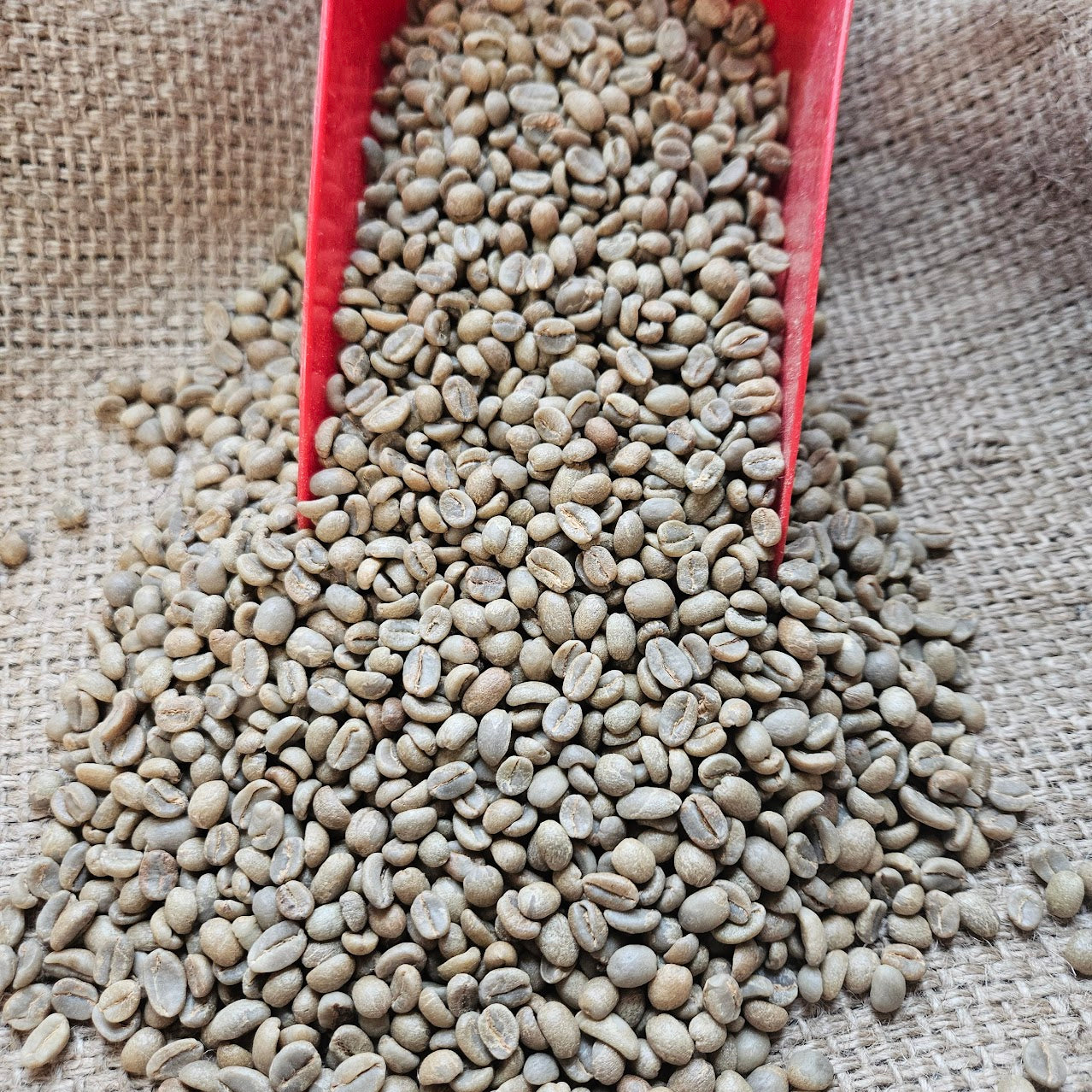 Ethiopia Washed Sidama