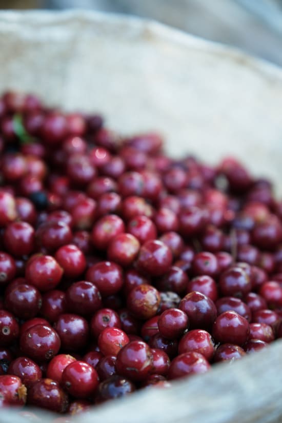 Crimson Andes Blend