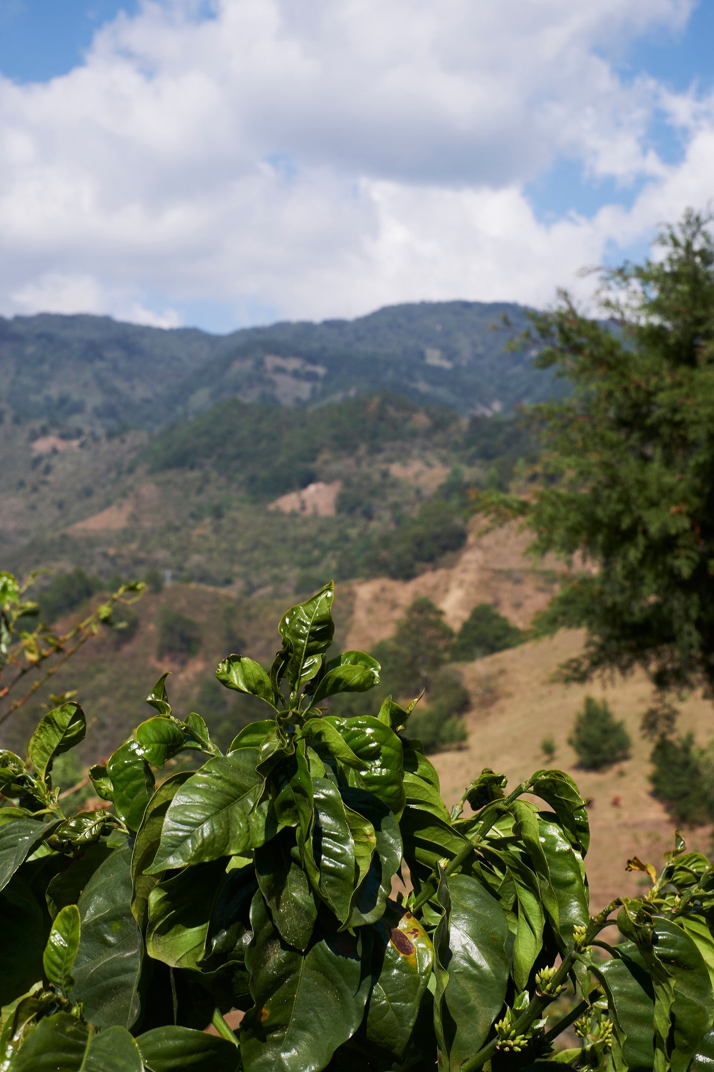 El Salvador Santa Ana