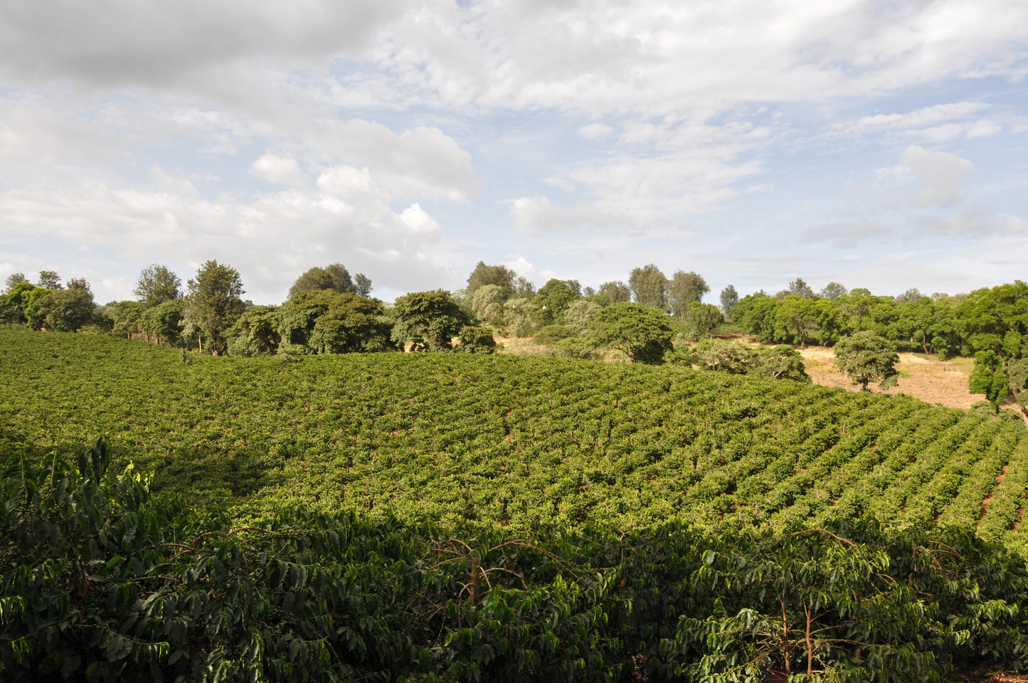 Tanzania Peaberry Southern Blend Fully Washed