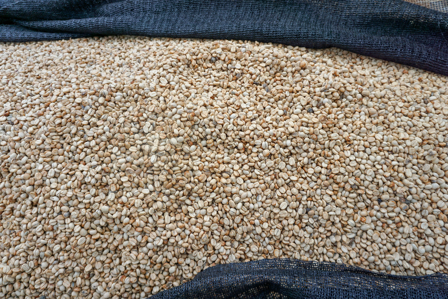 Tanzania Peaberry Southern Blend Fully Washed