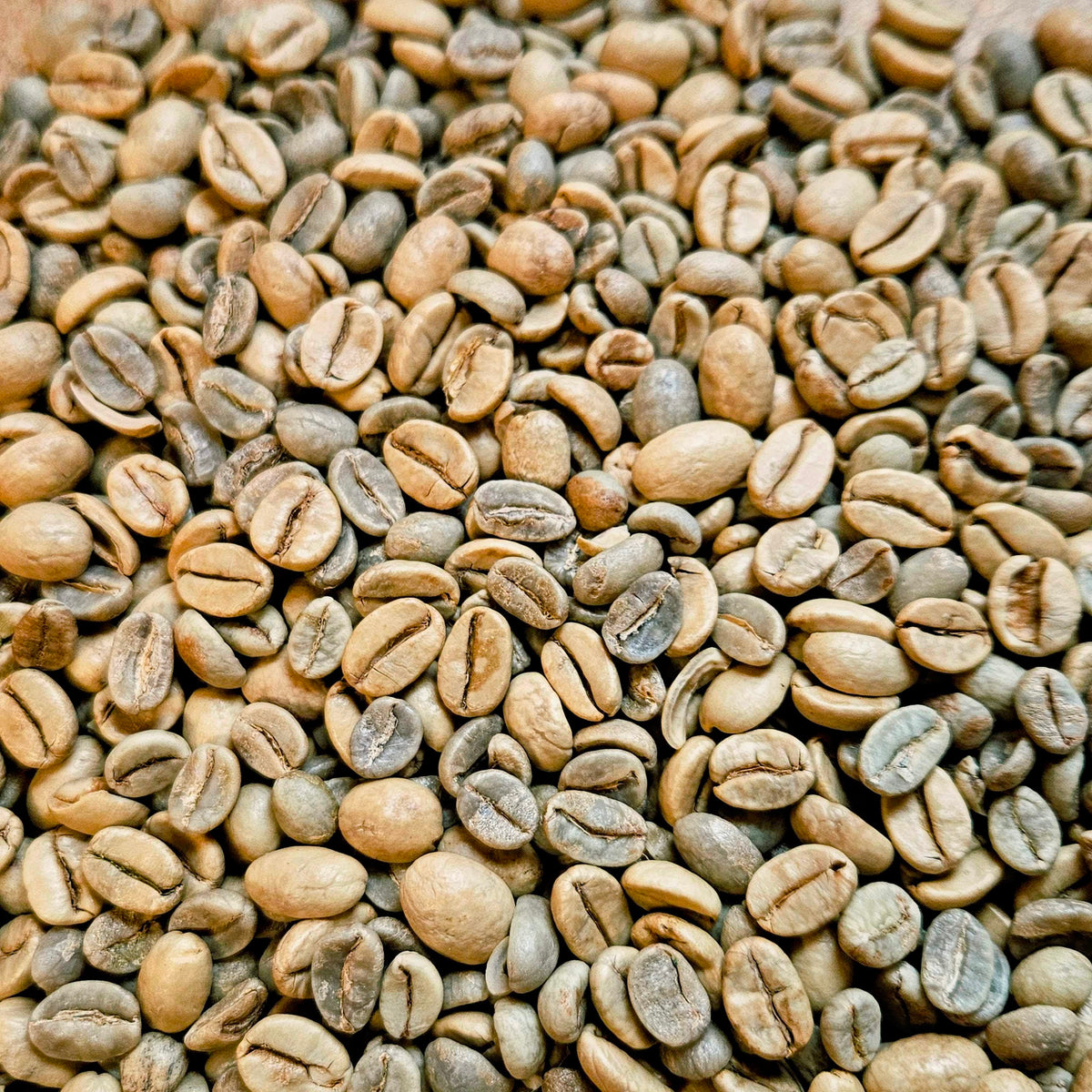 Josuma's Proprietary Espresso Blend Malabar Gold®