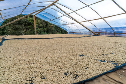 Decaf Lima Peru FTO MWP