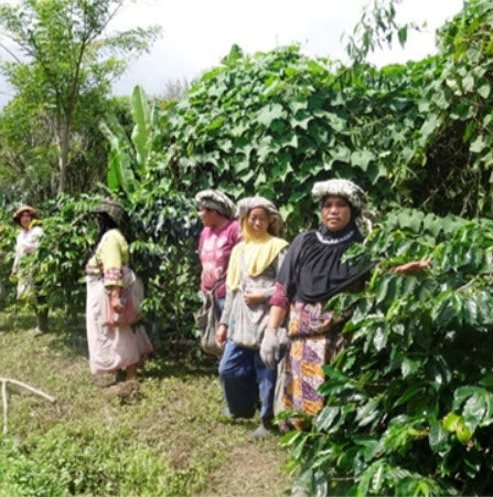 Sumatra FTO RKG Coop Micro-lot