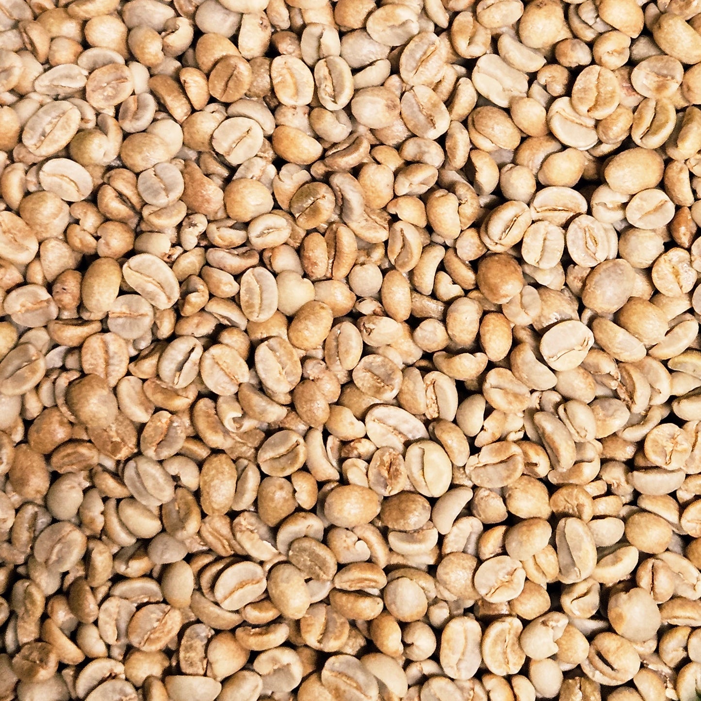 Tanzania Ngorongoro Anaerobic cherry fermentation