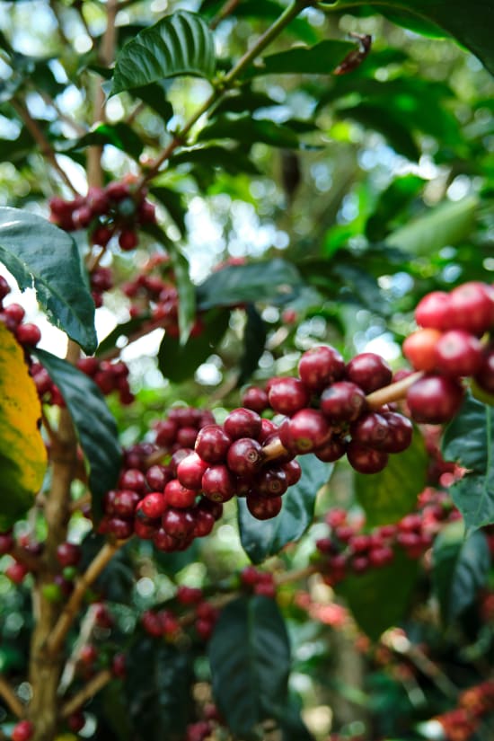CP Select Costa Rica Tarrazu