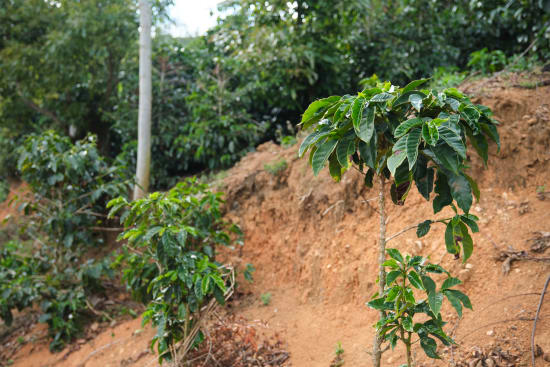 CP Select Costa Rica Tarrazu