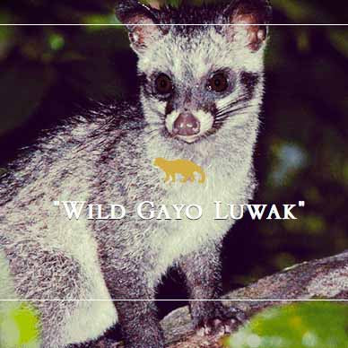 Wild Arabica Kopi Luwak